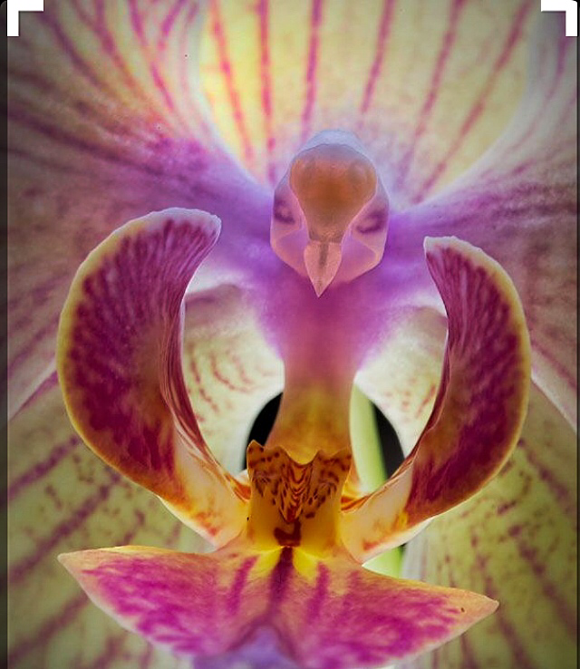 Bom Dia! Flor do Dia! ❤️ Orquídea. | C . Q | Empresariamento | Agência  Jabuticaba | CQ Digital | Joia Moderna